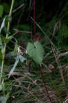 Fringed black bindweed